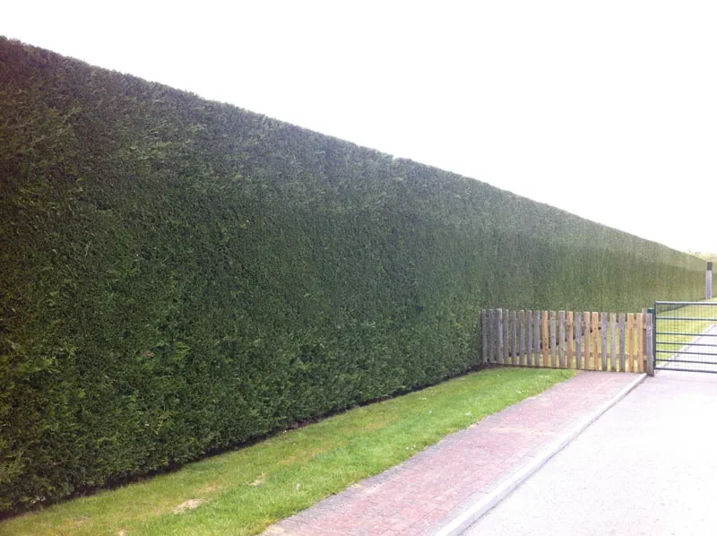 A tall garden boundary hedge after trimming by Sharp Hedges
