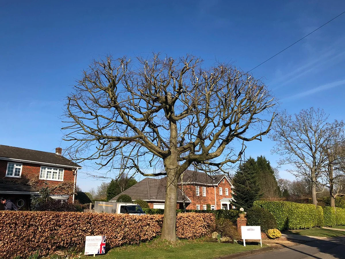 Tree crown work in a domestic garden